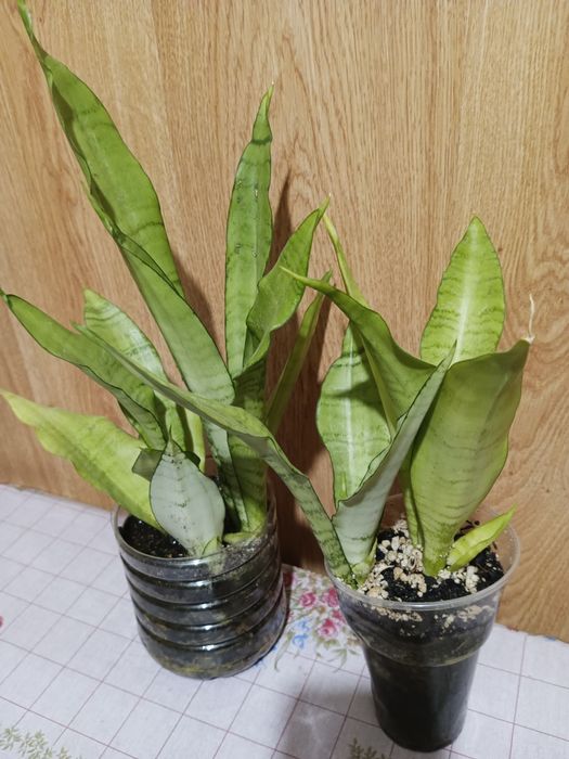 Обмен сансевиерии