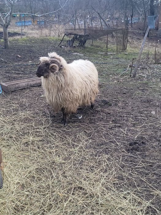 Vând berbec bucălău