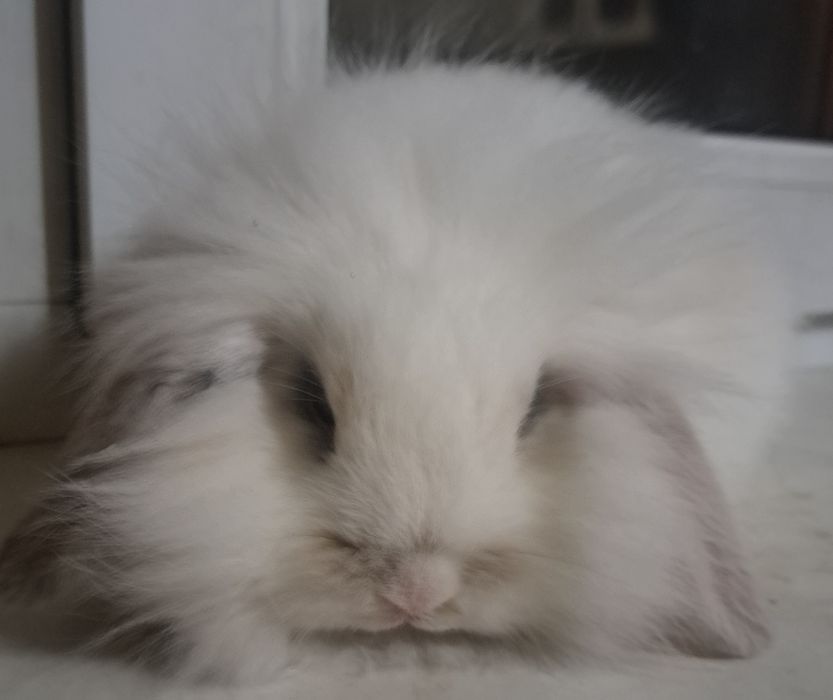 Декоративные кролики