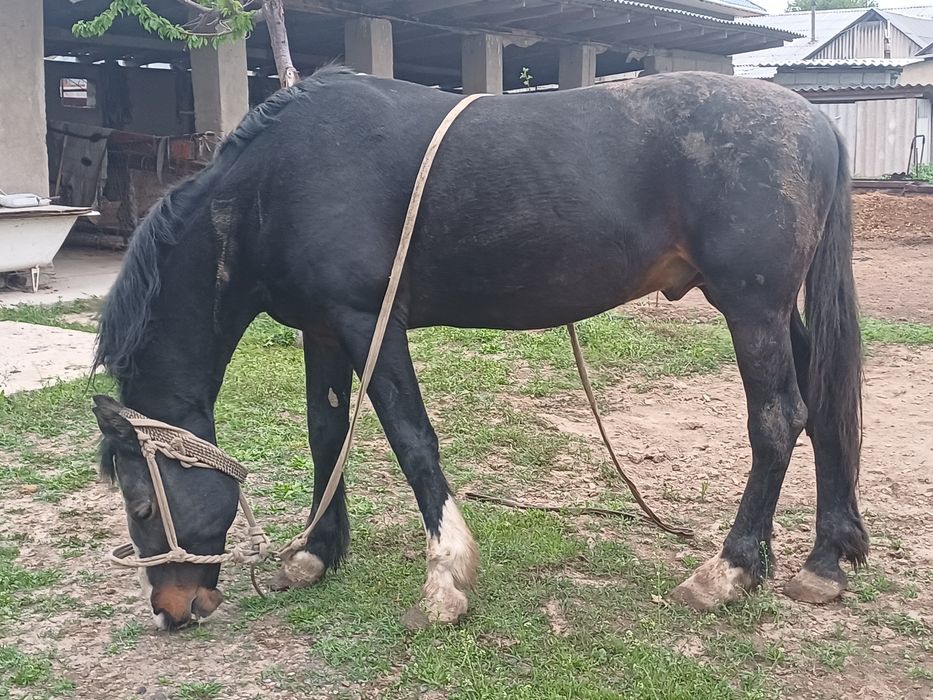 Срочно Айгыр сатылады