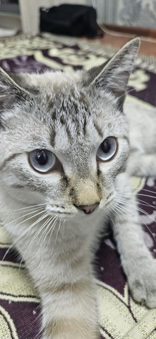 Отдам котёнка бесплатно в добрые руки