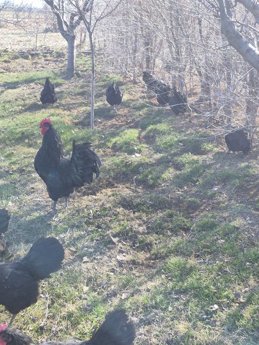 Găini australop cauta alta casa