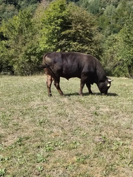 Taur  de vânzare