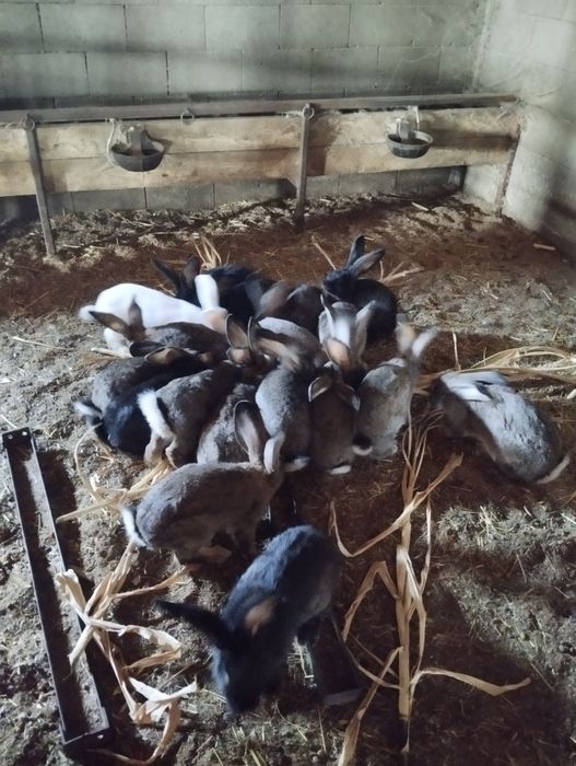 Iepuri uriaș de 8 luni
