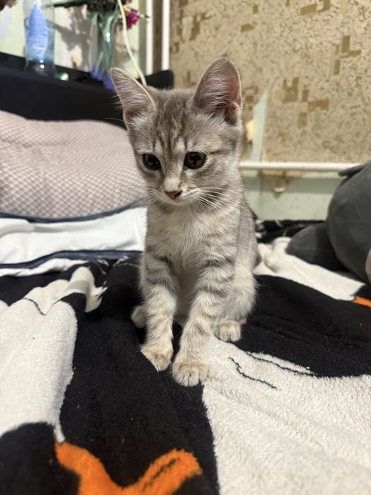 Котенок бесплатно