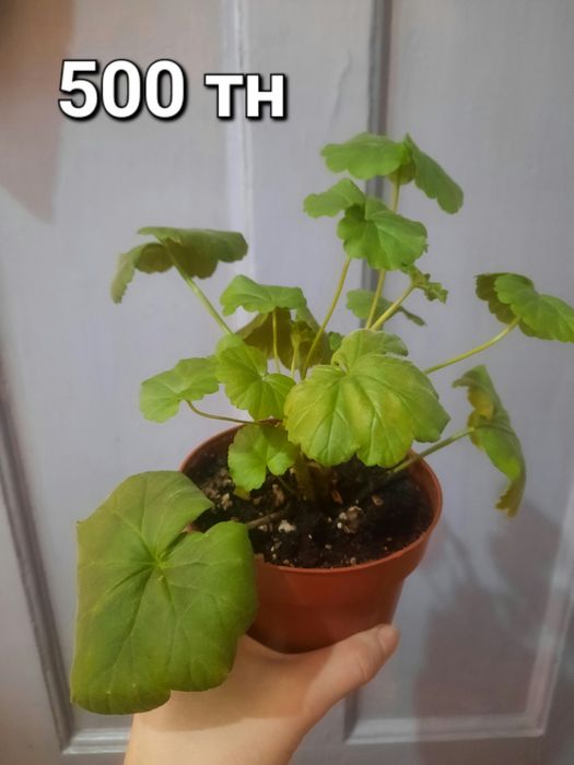 Продам комнатные цветы