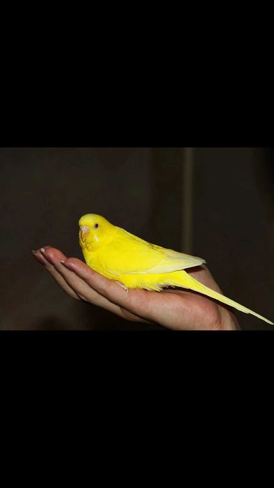 Попугай волнистый