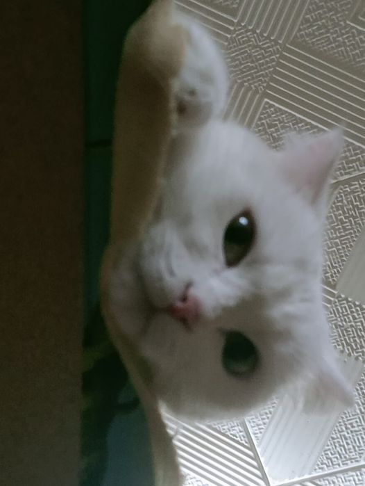 Белая кошка оддам бесплатно