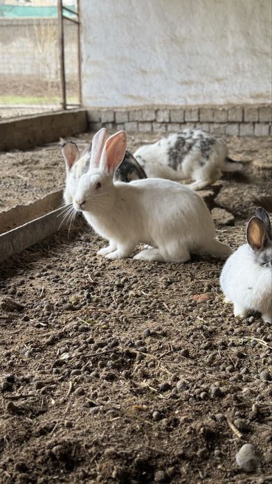 Домашние кролики