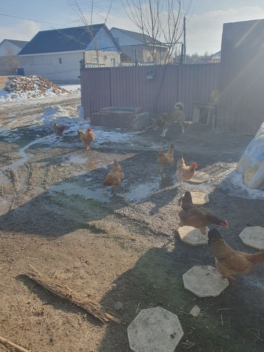 Инкубационный яиц