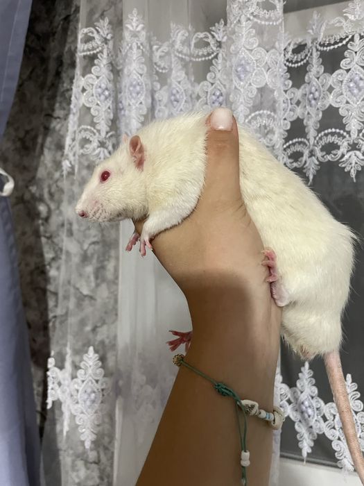 Продам крыс мальчиков