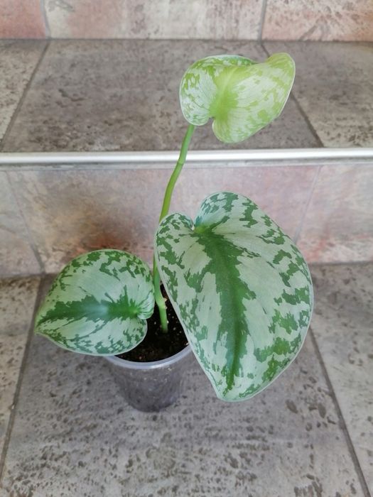 Цветя за продажба