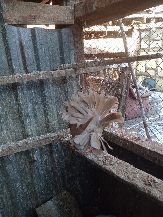 Голубь павлин молодой