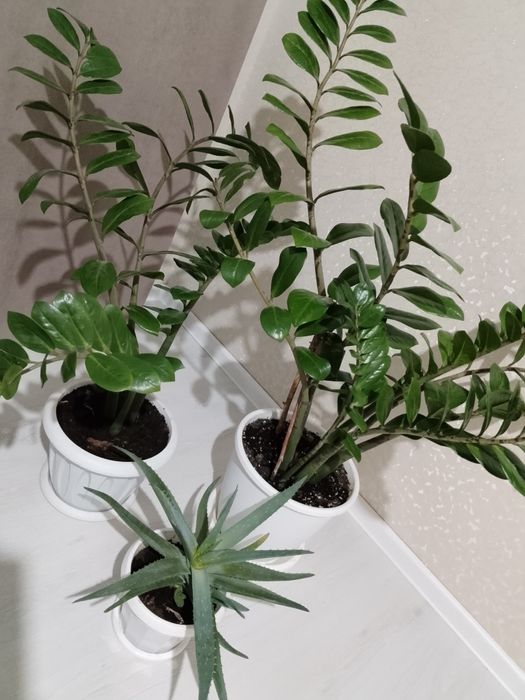 Продам цветы комнатные