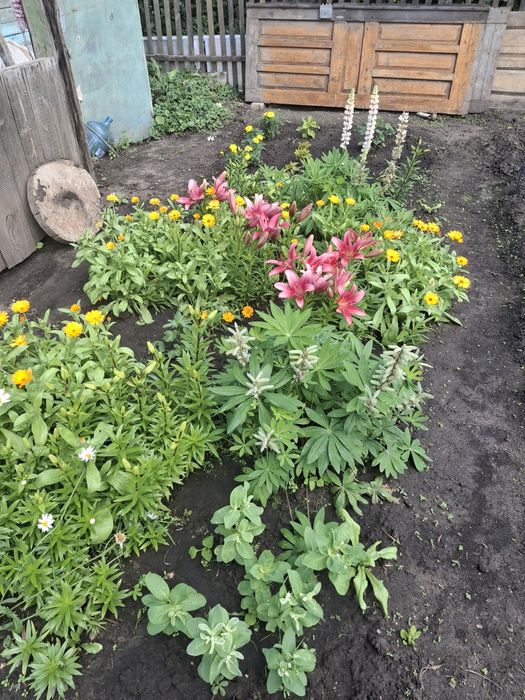 Продам дачу в с/о Буревестник