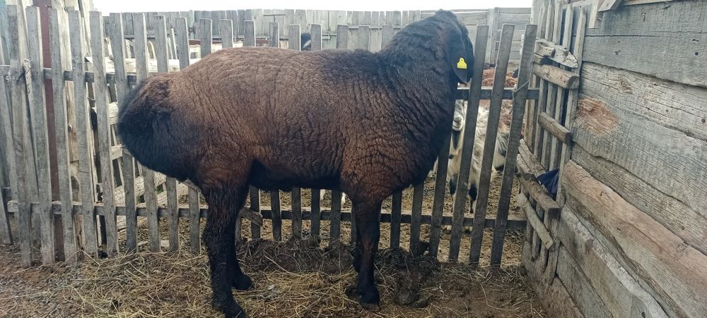 Гиссар баран производитель