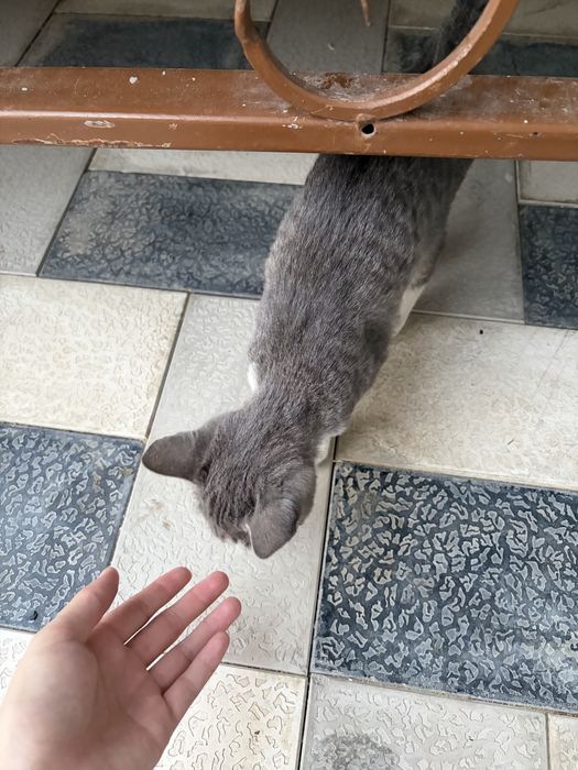 котенок (девочка)