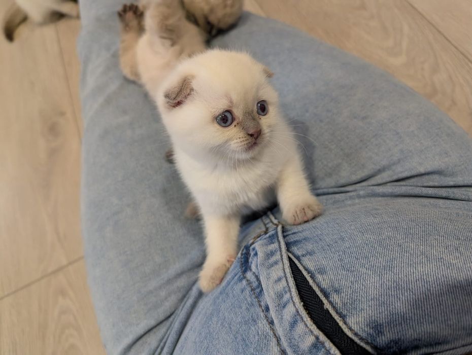 Шотландские котята