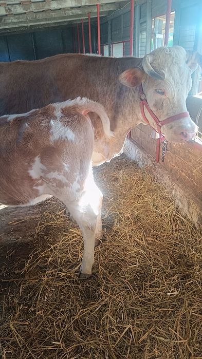 Vaca, junică și vițică de vânzare