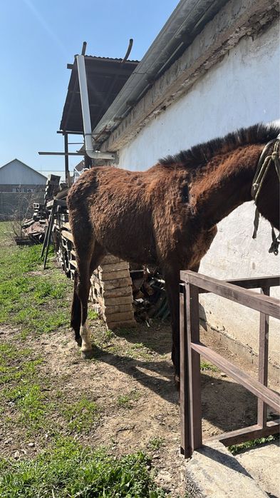 срочно сатылады