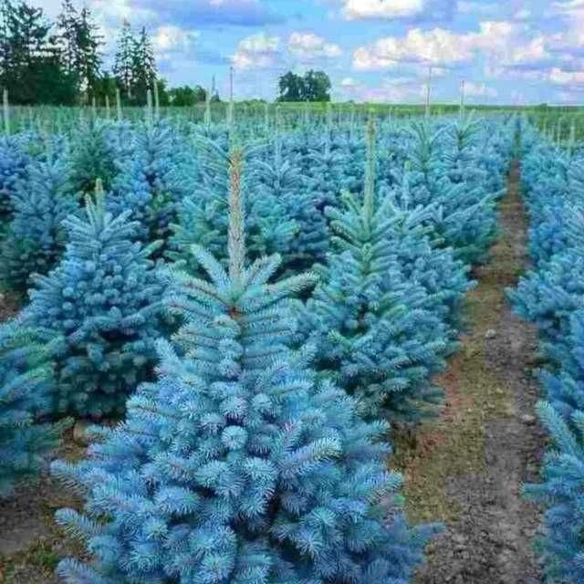 Голубая ель арча (Goluboy yel) Голубой ель