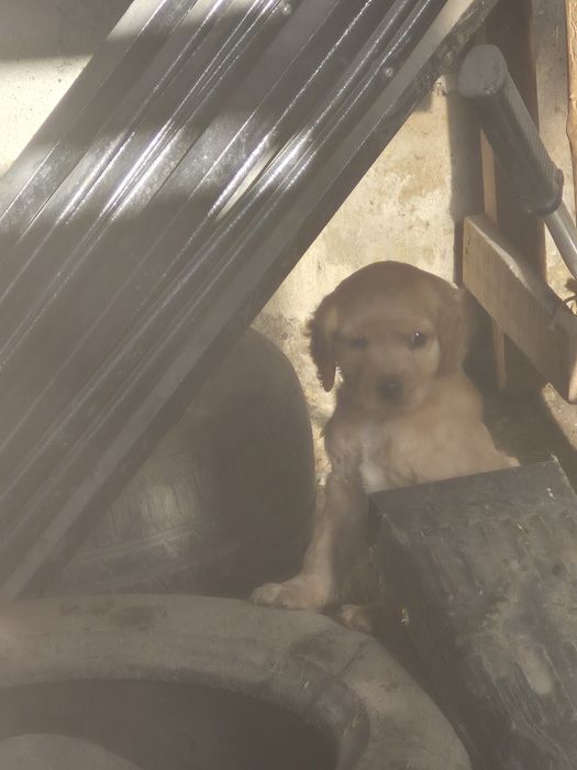 Англиски -Кокер-шпаниол