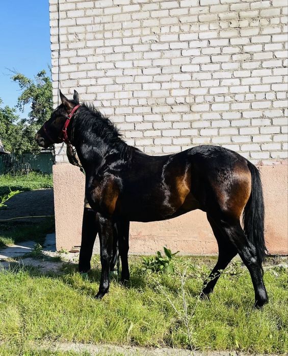 Жеребец полукровка