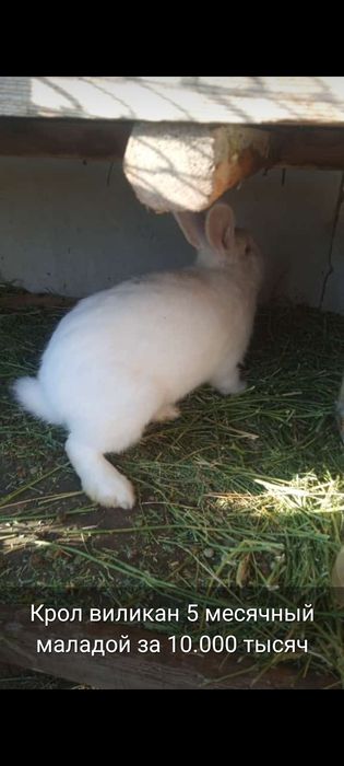 Прадам кроликав и кральчат разных парод