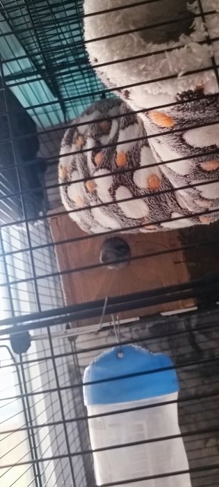 Шиншила девочка.