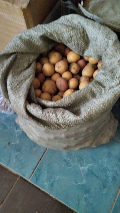 Продаю мелкую картошку