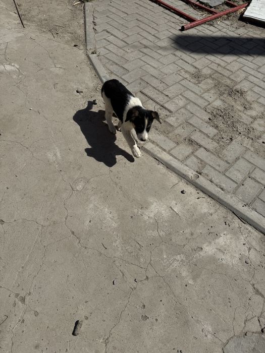 Раздаю щенят бесплатно