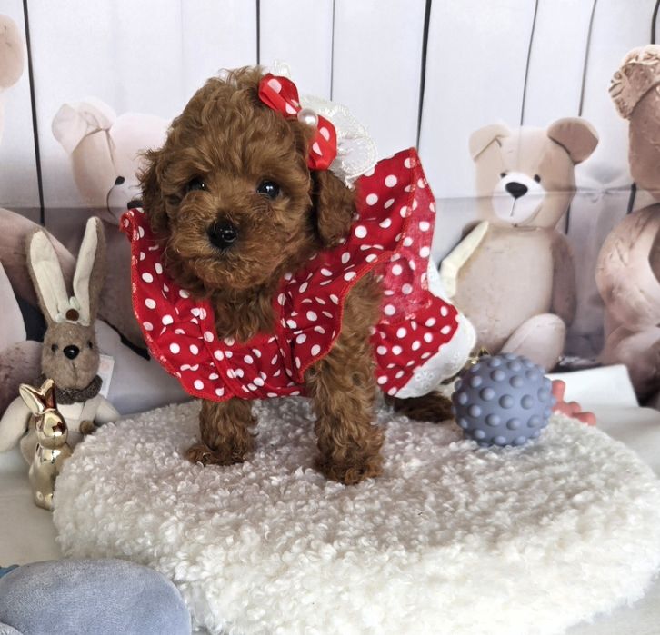 Пудел той /Poodle toy с родословие