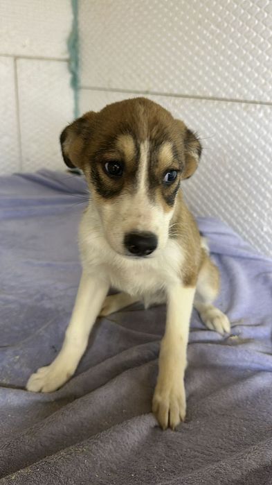 Две маленькие девочки ищут дом!