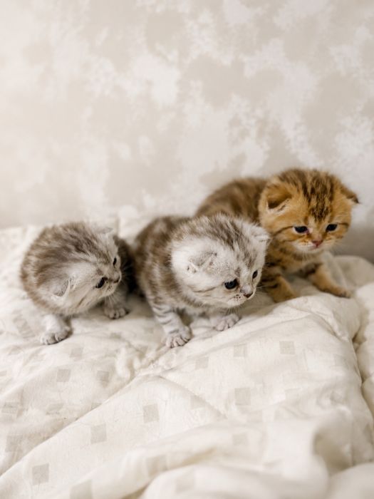 В продаже шикарные котята