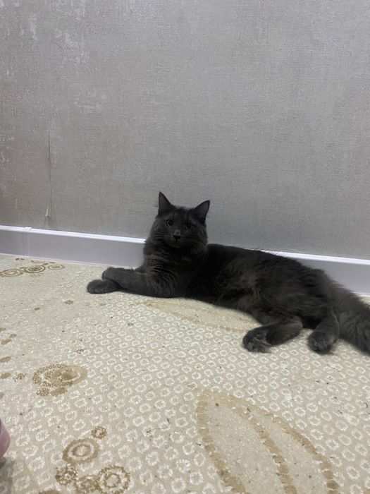 Отдам кота в хорошие руки