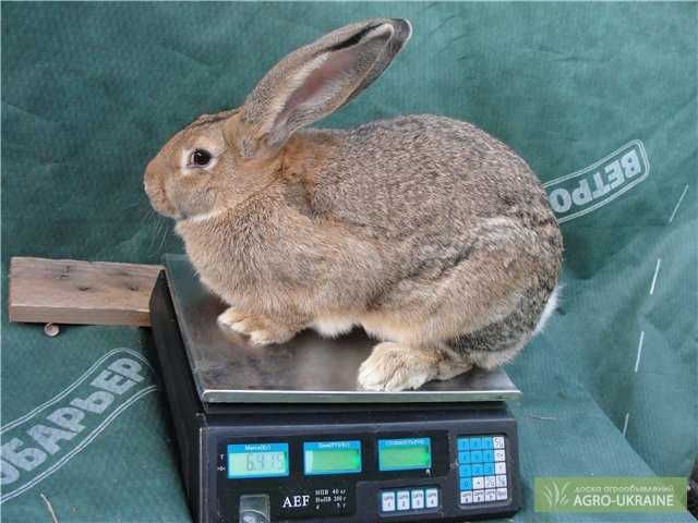 фландр самес сотилади тоза зот