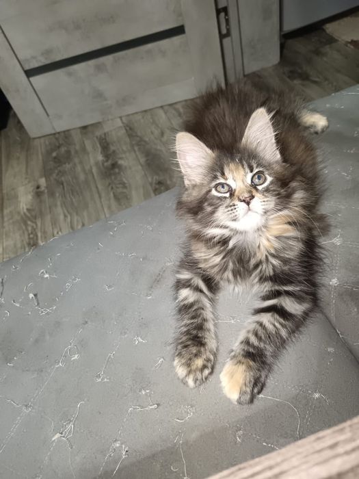 Котята мейн кун мейкун