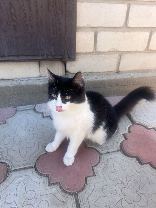 Отдам двух котят даром!,  мальчик и девочка