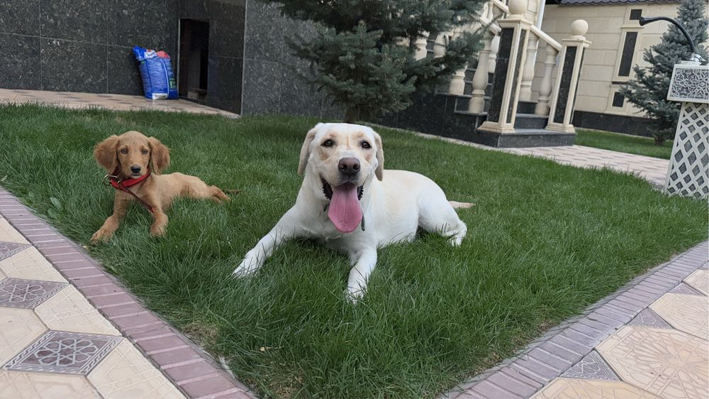 Лабрадор 3 лет девочка Вязка