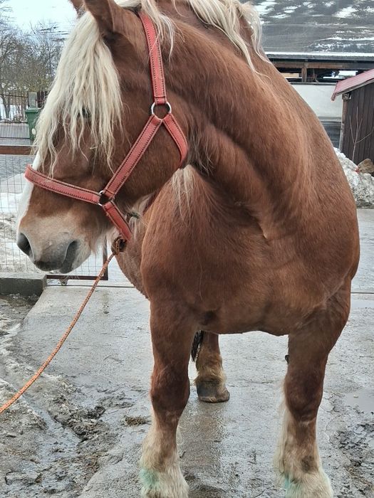 De vânzare iapa gestanta
