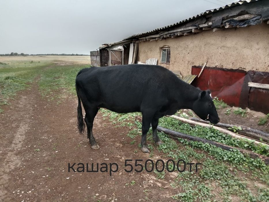 Кашарлар сиыр бызауымен бирге