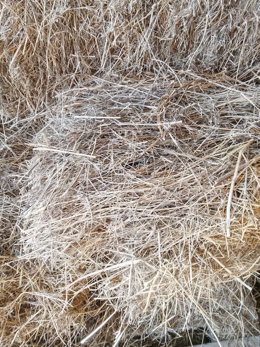 Сено дёшево в тюках