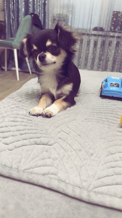 Продам собачку чихуахуа