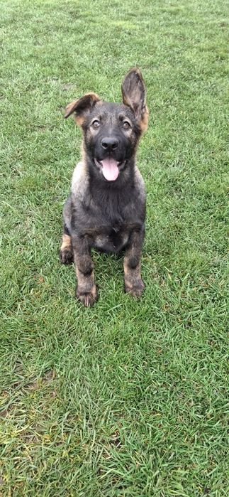 Ciobanesc german femela de TOP