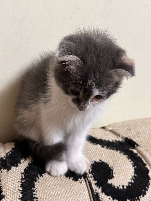 Вислоухий котенок