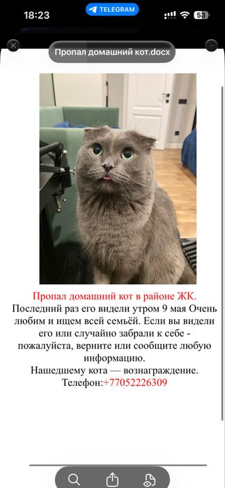 Пропал кот шотландец вислоухий Хан