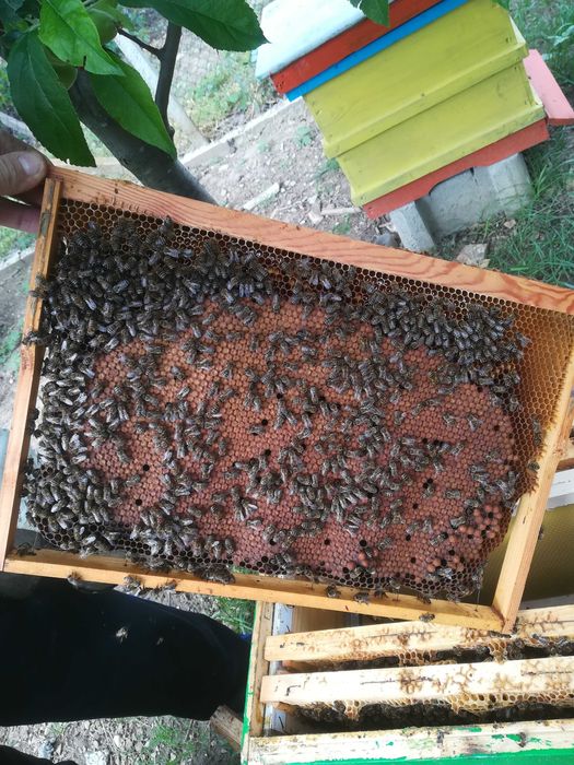 Пчелни семейства,  Отводки, Кошери