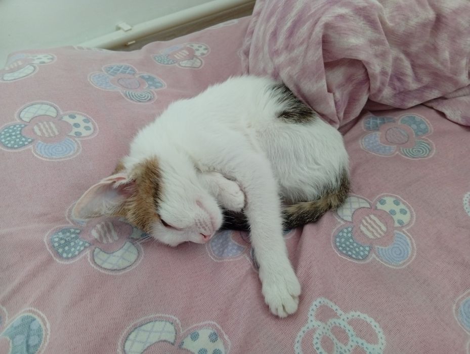 Котенок в добрые руки