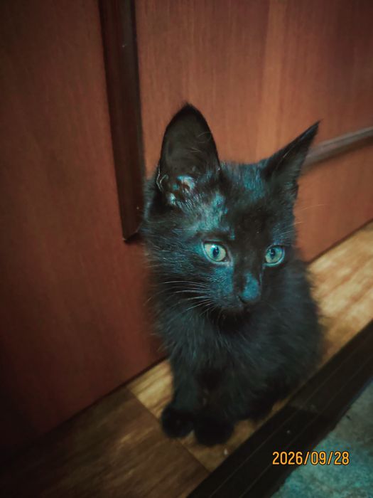 Отдам котят в добрые руки