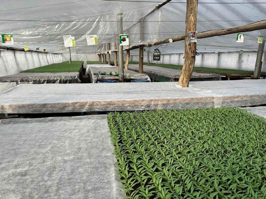 Rasaduri rosii pentru sere si solarii